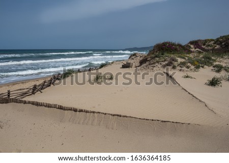 Light clean sand on the dunes lining the coast with a beach. Various plants and bushes. Mediterranean sea with waves. Blue sky. North of Sardinia (Spiaggia Quarto Pettine), Italy.