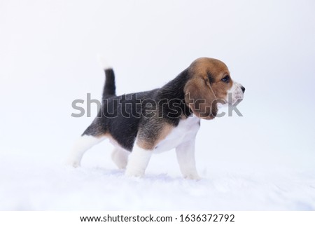 Cute beagle dog turn right side on isolated background.Puppy picture take in studio with copy space for text or advertisement.