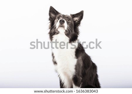 
beautiful smartie cute gray dog ​​border collie on a white background in the studio posing sits lies shows tongue advertising feed obedience training friendship