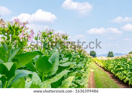 Tobacco flowers on tobacco plants, Nicotiana tabacum. Flowering tobacco field plantation, Germany  Royalty-Free Stock Photo #1636399486