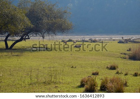 Deer in forest  wildlife picture