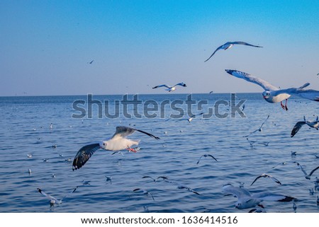 Migratory Seagulls birds flying during sunset on the beach at Bangpu, Samutprakarn Thailand
