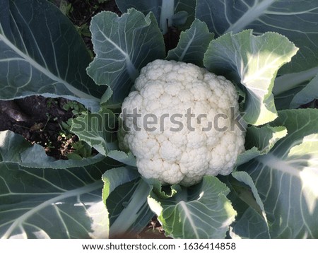 Tipe of cauliflower,broccoli snowball,vegetables.Kathmandu,pokhara Nepal,Feb 02/2020.
