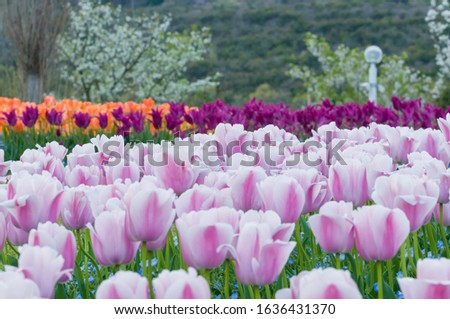 Tulip field in full bloom in spring