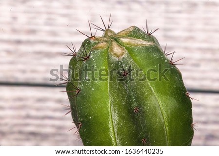 spiky green cacti on the background