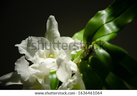 White dendrobium orchid flower on black background