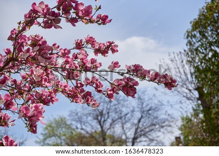 

flowering tree pink mognolia, spring, 
Flowering plants