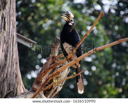 Oriental pied hornbill sitting on the branch of a tree