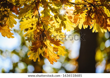 Beautiful golden autumn leaves and sun light coming through them