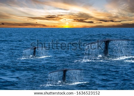 Whale tails in the ocean, sunset landscape view, Sri Lanka, Mirissa