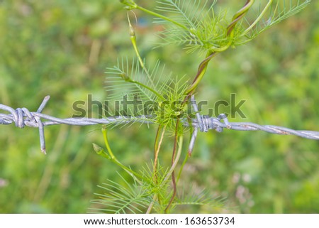 abstract nature, climbing plant grows over barbed wire