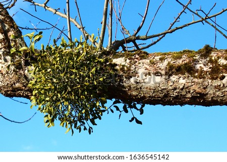 mistletoe on a tree in front of the blue sky