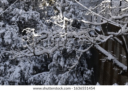 Beautiful picture of snow on trees