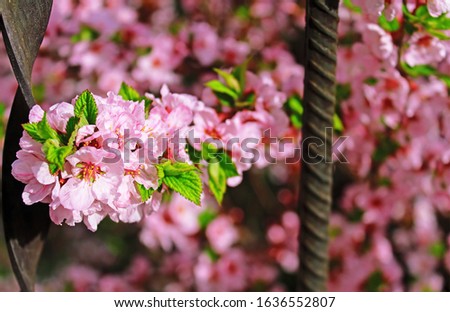 Cherry flowers blooming in springtime