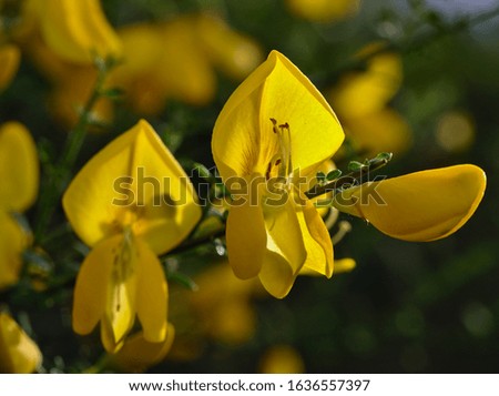 Black broom flower of intense yellow color, much appreciated by goats.
