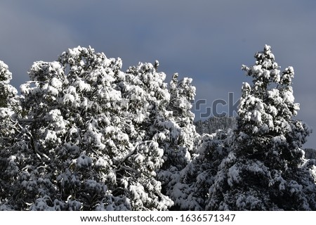 Beautiful picture of snow on trees nainital uttarakhand