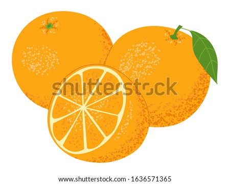 Set of whole fresh ripe oranges fruits, cut in half, sliced. Isolated on white background. Vector illustration.