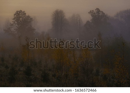 fog, sunrise view of the forest in autumn, small Christmas trees and birches in the foreground