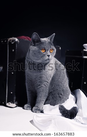 Beautiful gray British cat sitting near suitcase