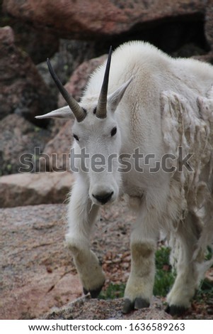 A mountain goat scampers around Mount Evans in Colorado. Their shaggy coats are perfect for winter in the mountains. 