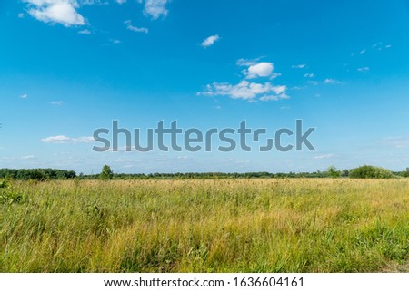 Summer green meadow in front of a distant forest against blue sky
