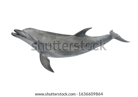 Big grey ocean dolphin isolated on white background for design