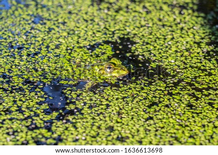 A closeup shot of a green frog swimming in the water with full of green plants with a blurred background