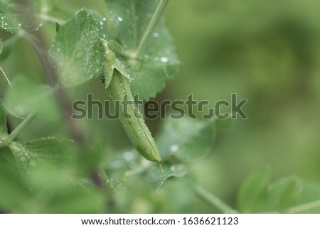 green pea pod after rain