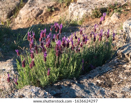 Lavandula pedunculata, French Lavender, Butterfly lavender, Lavandula stoechas