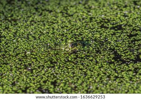 A closeup shot of a green frog swimming in the water with full of green plants with a blurred background