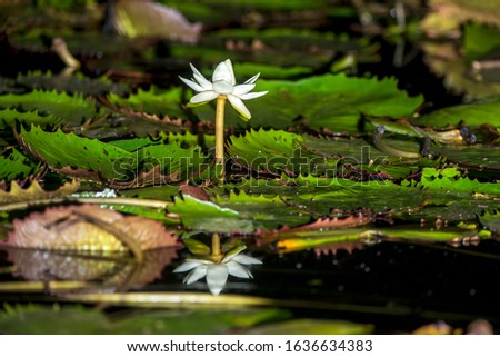 Aquatic flower photographed in Linhares, Espirito Santo. Southeast of Brazil. Atlantic Forest Biome. Picture made in 2016.