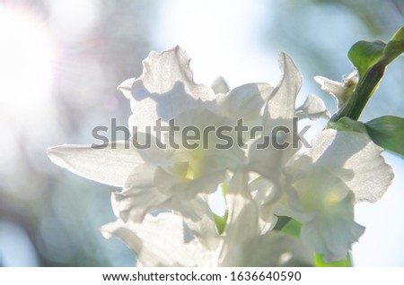 White dendrobium orchid flowers on light bokeh background