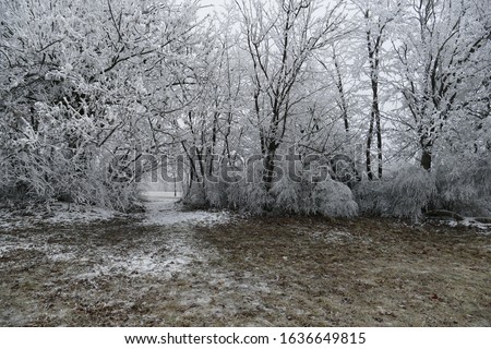 Frozen white forest in Buda hills, Budapest