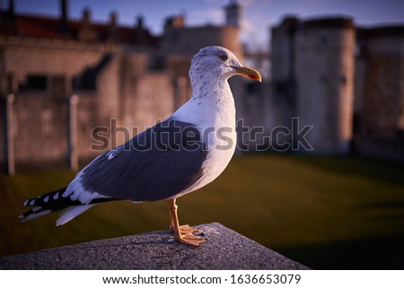 Portrait of the European herring gull, Larus argentatus, sitting on stony fortification, in Tower, the castle of Great Britain kings in London. Picture is taken in sunny winter sunset in golden hour.