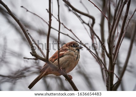 Close up picture of male house sparrow, Passer domesticus, a bird of the sparrow family Passeridae, found in most parts of the world, sitting on the stick of the bush during the cold winter day.