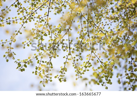  Spring Leaves on Katsura Tree with soft focus and shallow depth of field.