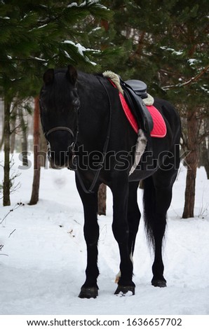 Black horse on snow winter photo