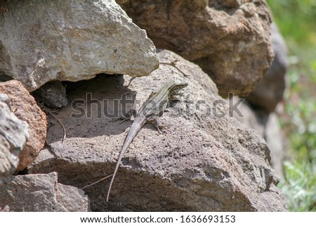 The picture shows the backside of a brown lizard lying between some rocks while enjoying the sun.
