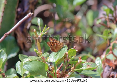 The picture shows a brown butterfly sitting on a green leaf on a sunny day. The scenery takes place between a lot of bushes.