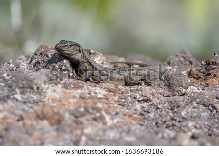 The picture shows a dark Lizard lying on a rock who is looking into the camera in front of a blurry background.