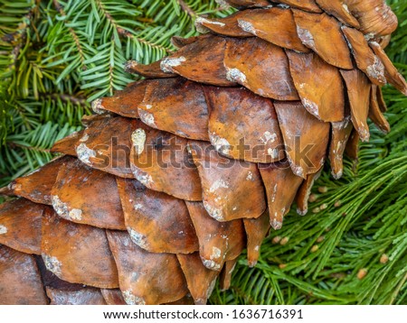 Coulter pine or big-cone pine, Pinus coulteri, is a native of the coastal mountains of Southern California 