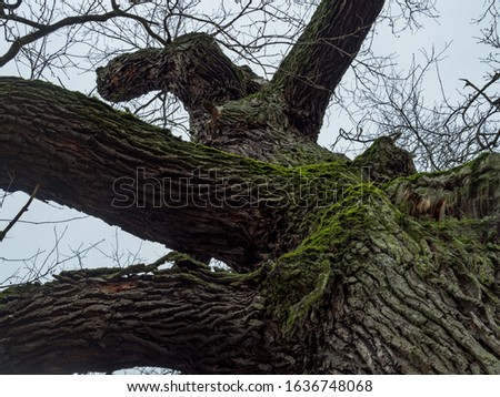 Close up of old oaks  in Wielkopolski National Park, Rogalin National Park, Poland