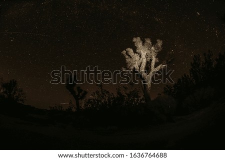 Starry night in Joshua Tree National Park 