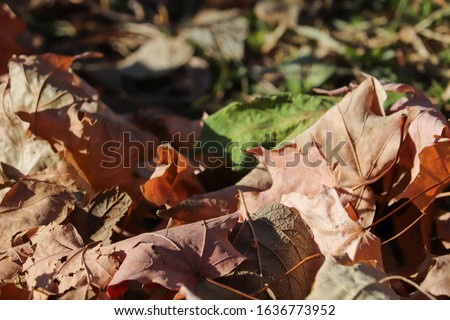 fallen dried leaves on the Ground