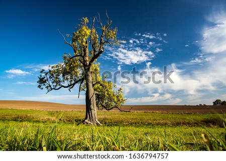 gnarled tree at the edge of the field