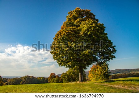 lonely tree on the hill in the colourful dress of autumn leaves