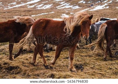 A picture of Icelandic horses running through the field covered in the grass and snow in Iceland