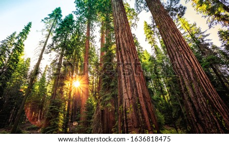 Sunrise in the Sequoia Forest a the Mariposa Grove of Giant Sequoias in Yosemite National Park California