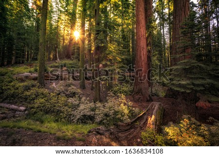 Forest of Sequoias in the Mariposa Grove at Yosemite National Park in California