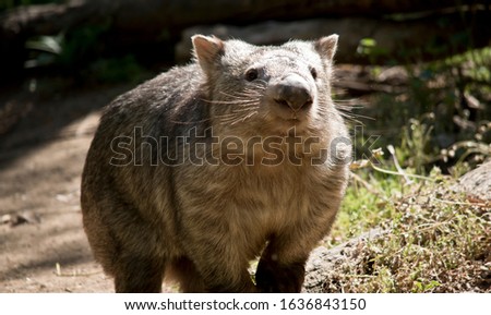 the wombat is walking around the paddock
